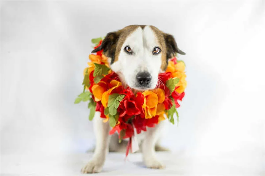 Ram 1500 Hemi V-8 Returns for 2026: What You Need to Know